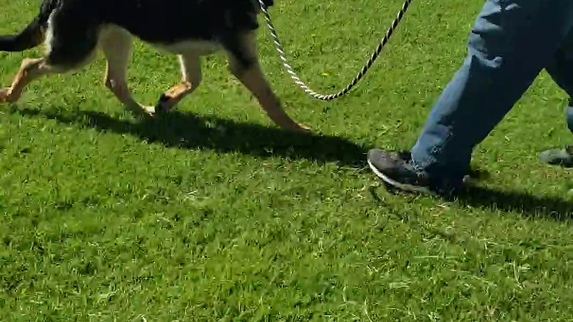 basic leash training 3